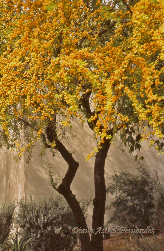 Flowering-Tree-Sedona-Arizona-USA